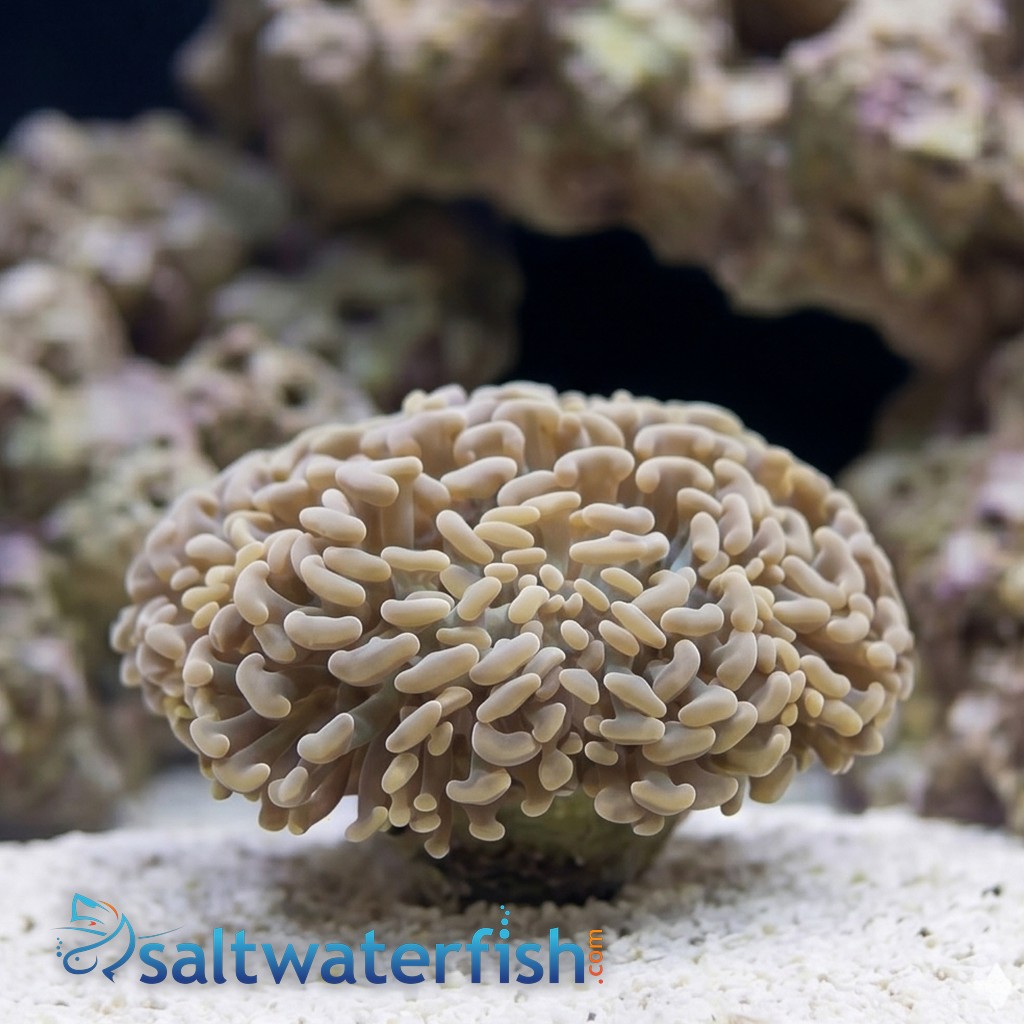 Hammer Coral Branch: Orange Tip - Indo Pacific