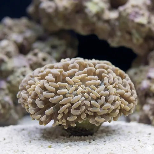 Hammer Coral Branch: Orange Tip - Indo Pacific