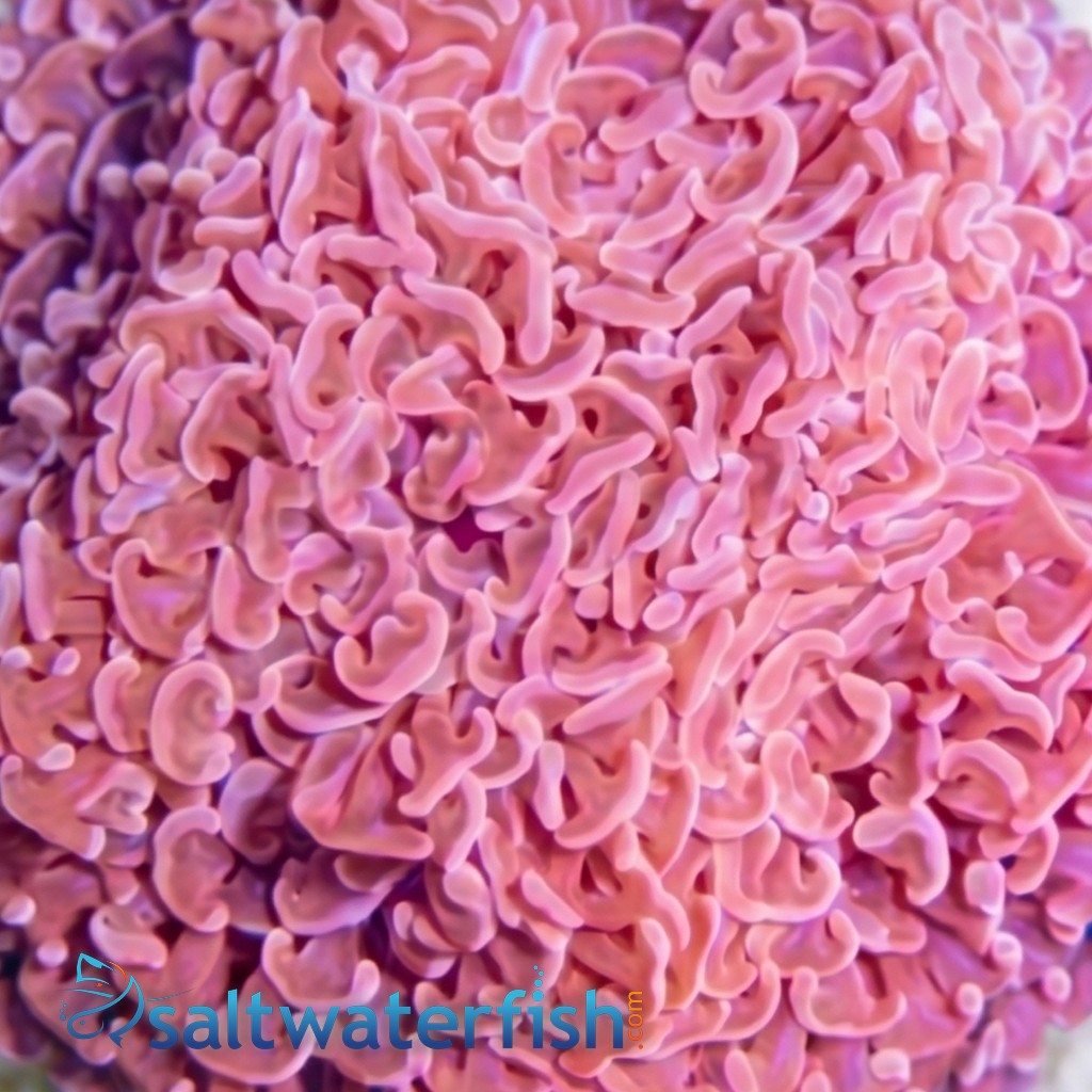 Hammer Coral Branch: Orange Tip - Australia