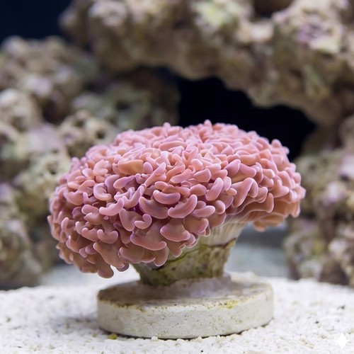 Hammer Coral Branch: Orange Tip - Australia