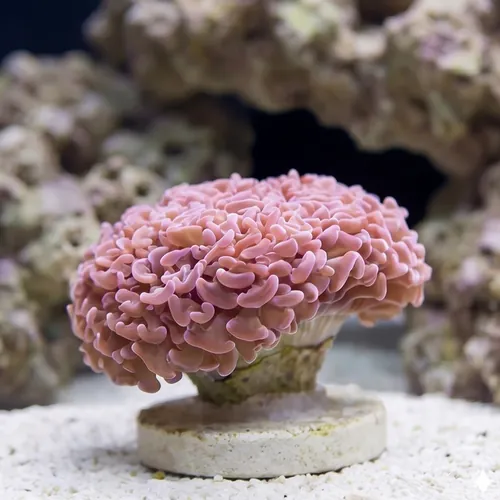 Hammer Coral Branch: Orange Tip - Australia