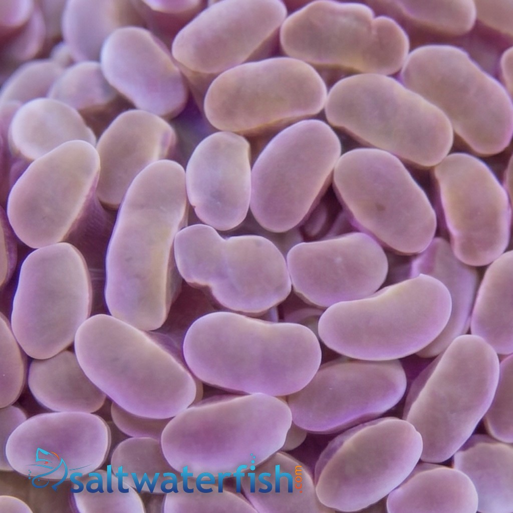 Hammer Coral Branch: Gold 