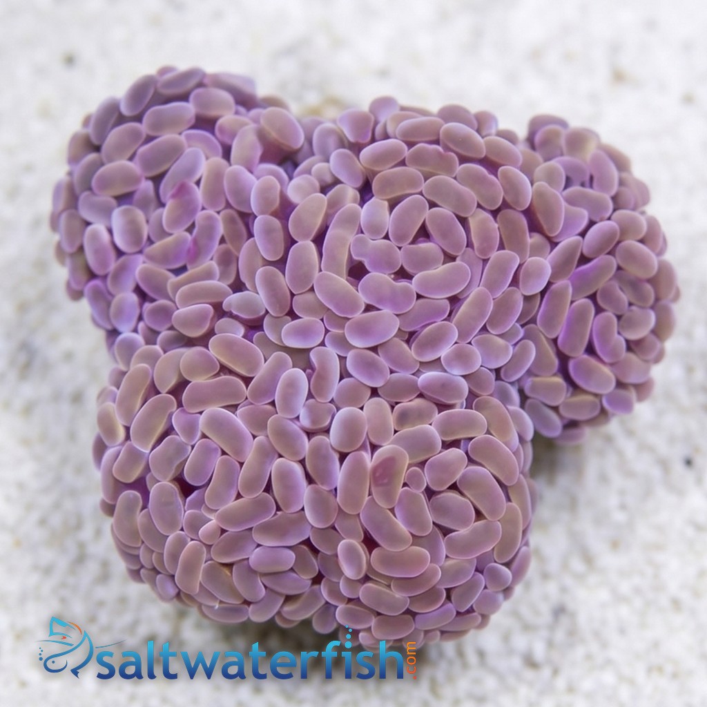 Hammer Coral Branch: Gold 