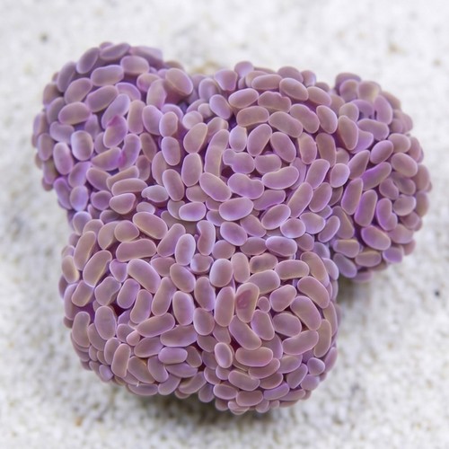 Hammer Coral Branch: Gold 