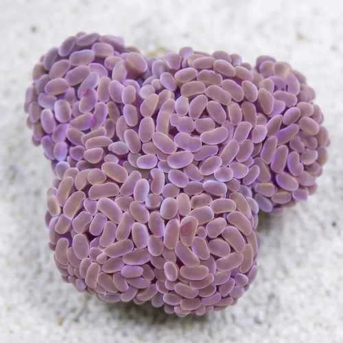 Hammer Coral Branch: Gold