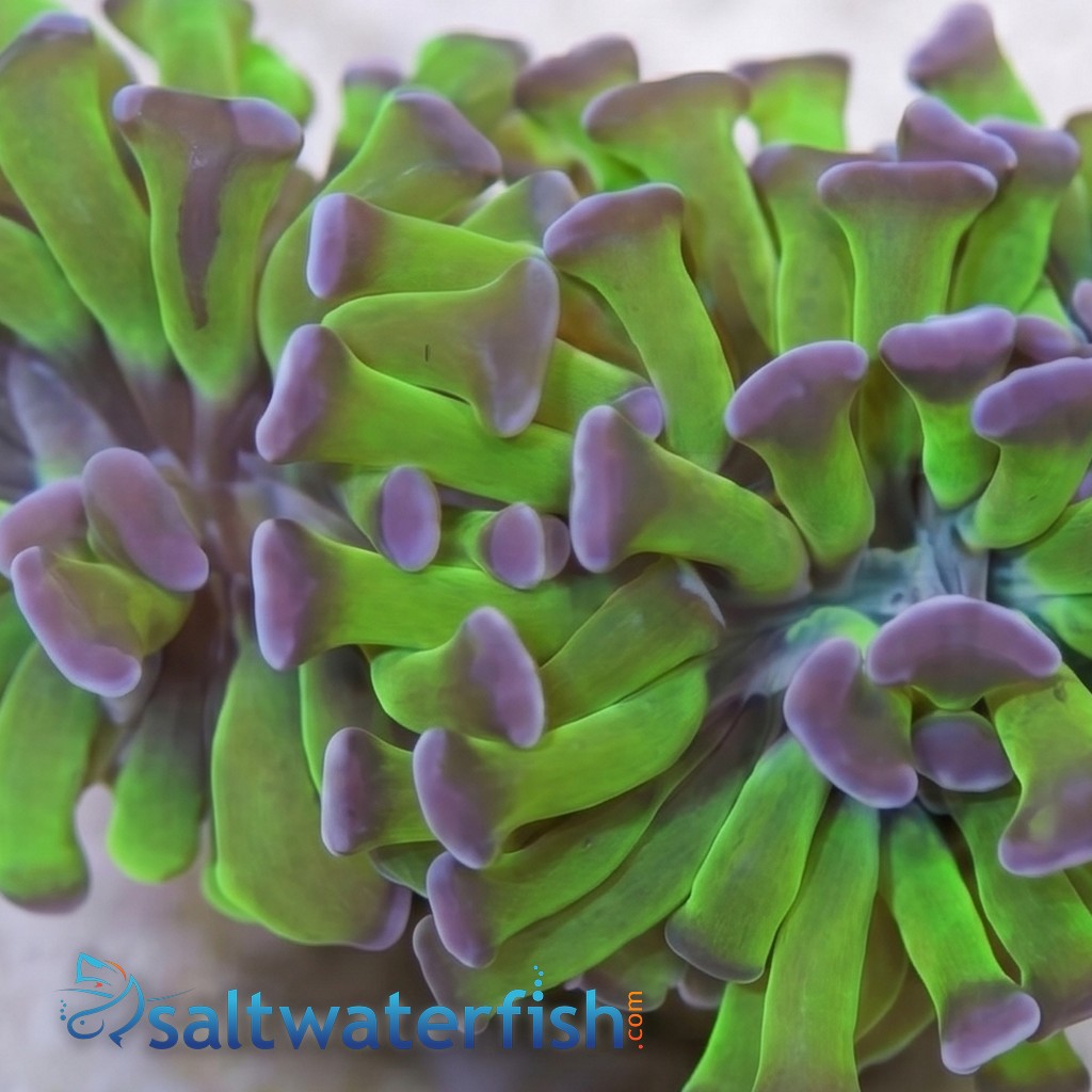 Hammer Coral:Branching Green w/ Pink Tips - Aquacultured