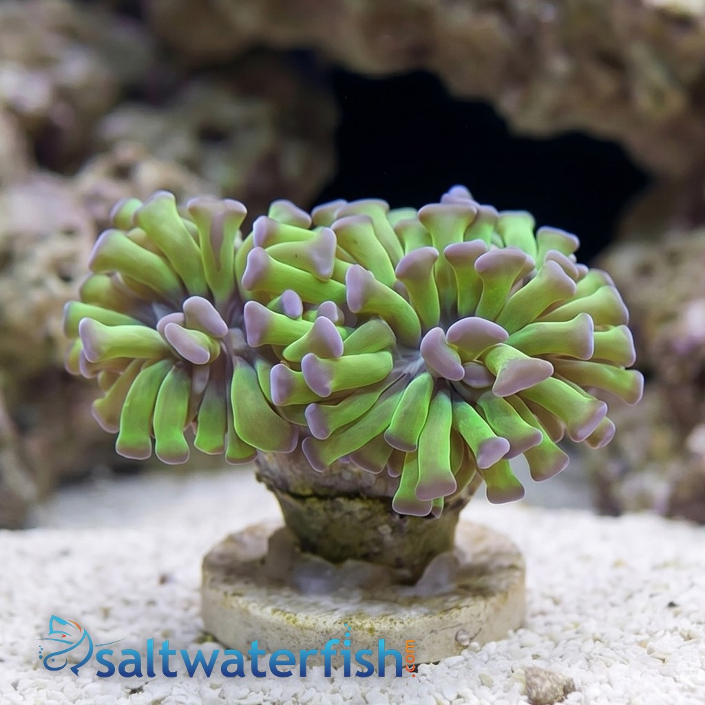 Hammer Coral:Branching Green w/ Pink Tips - Aquacultured