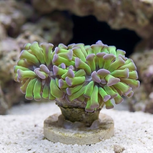 Hammer Coral:Branching Green w/ Pink Tips - Aquacultured