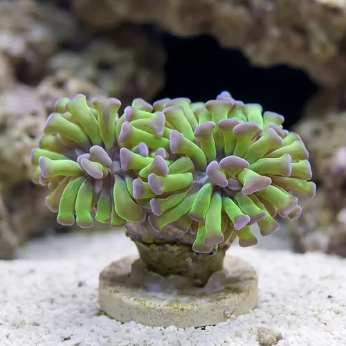 Hammer Coral:Branching Green w/ Pink Tips - Aquacultured