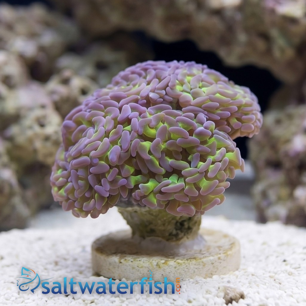 Hammer Coral:Branching Green w/ Pink Tips- South Pacific