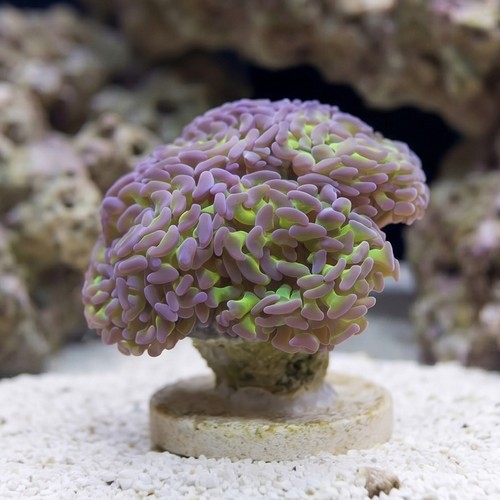Hammer Coral:Branching Green w/ Pink Tips- South Pacific