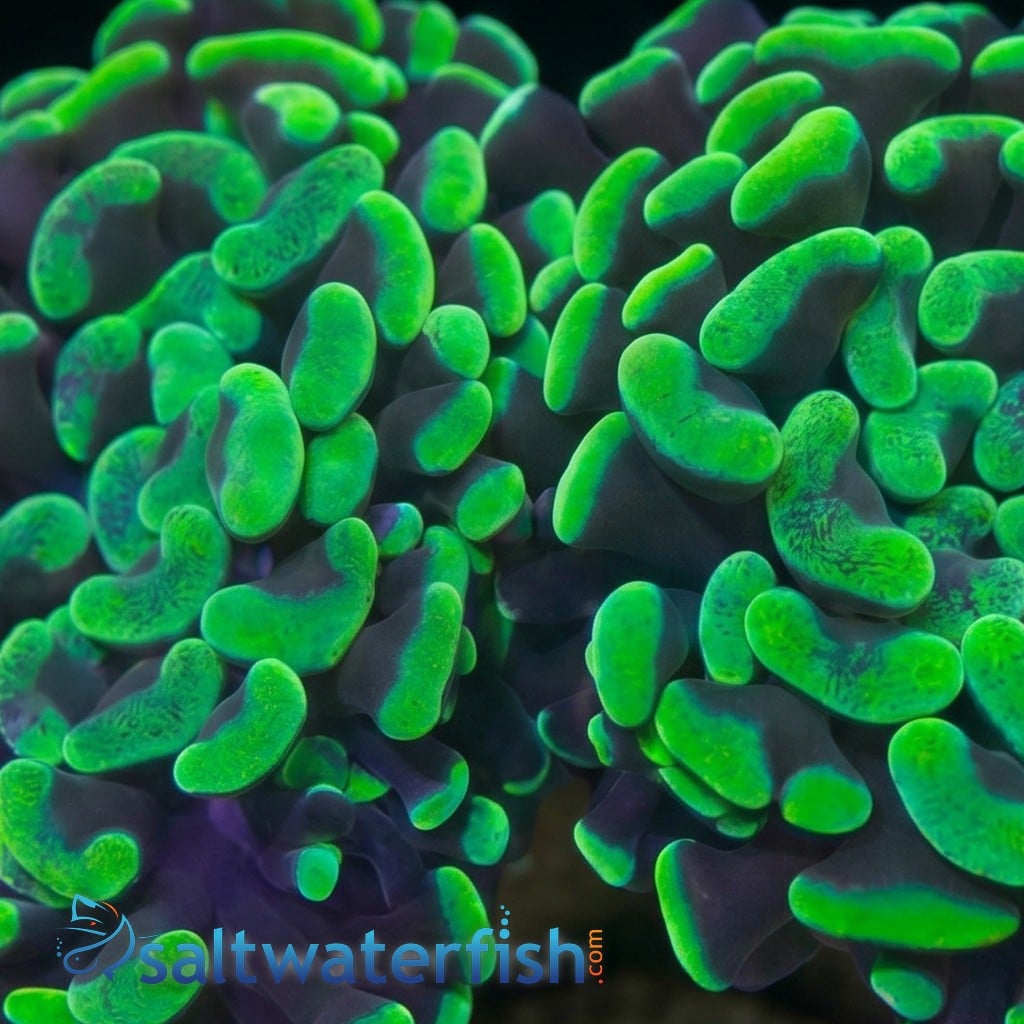 Hammer Coral:Branching Ultra Toxic - Australia