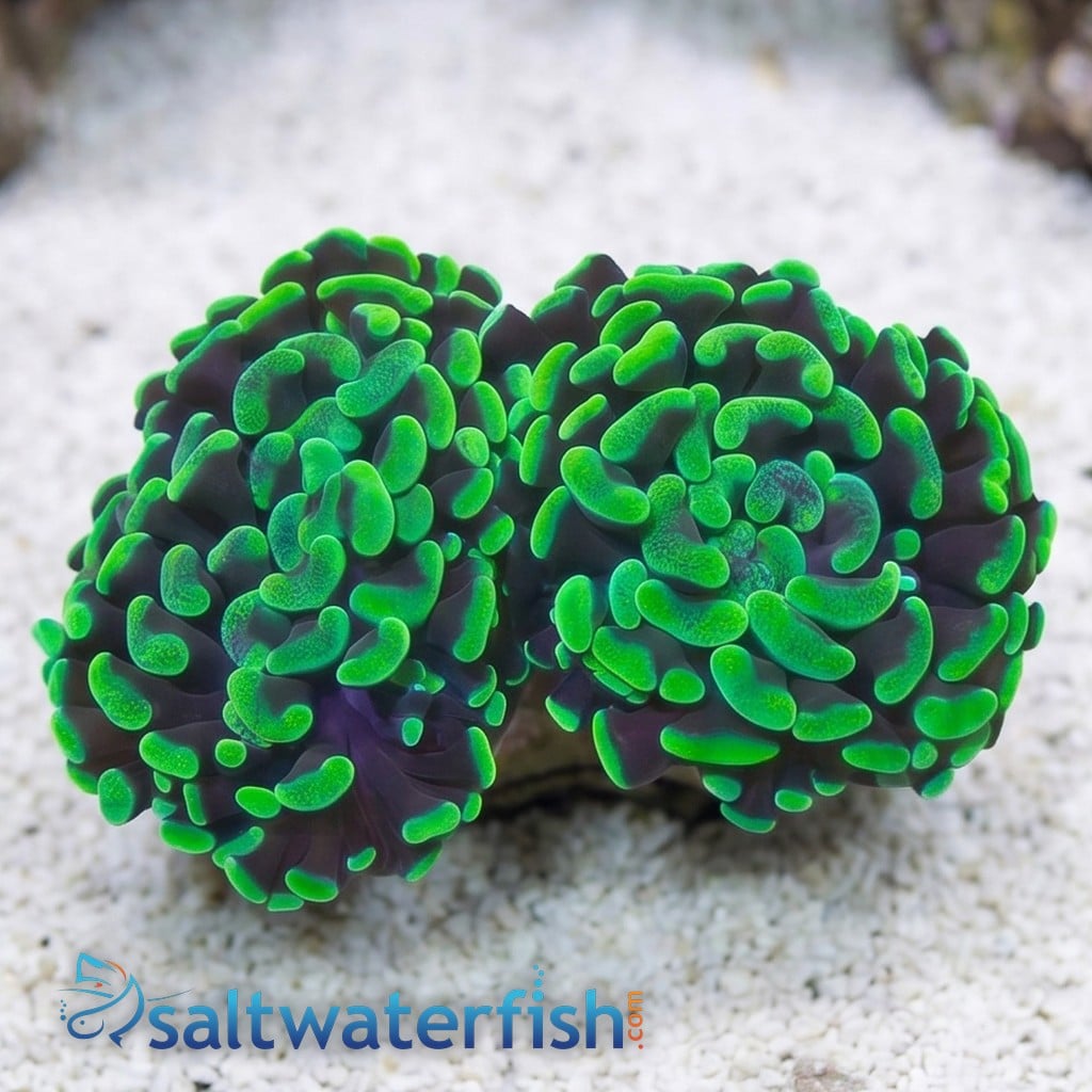Hammer Coral:Branching Ultra Toxic - Australia