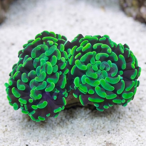 Hammer Coral:Branching Ultra Toxic - Australia