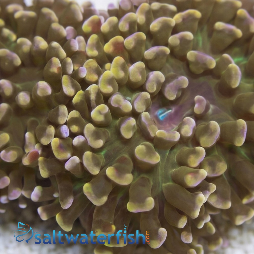 Hammer Coral:Branching Gold - Australia