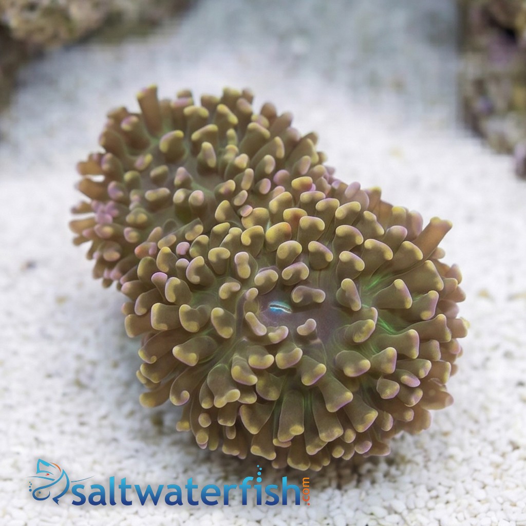 Hammer Coral:Branching Gold - Australia