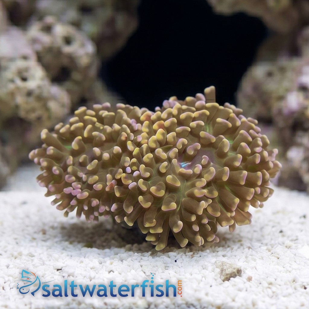 Hammer Coral:Branching Gold - Australia