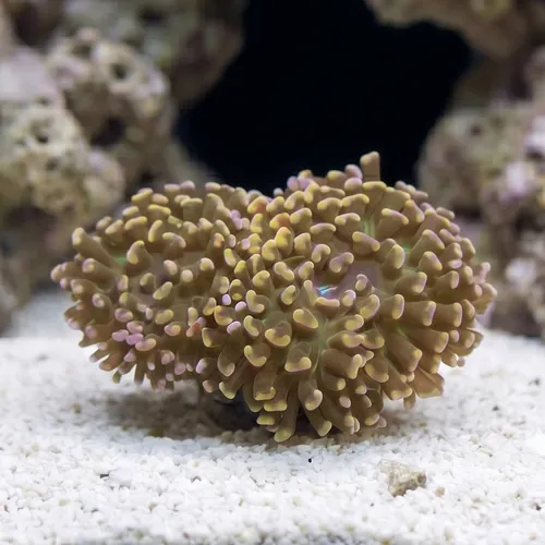 Hammer Coral:Branching Gold - Australia