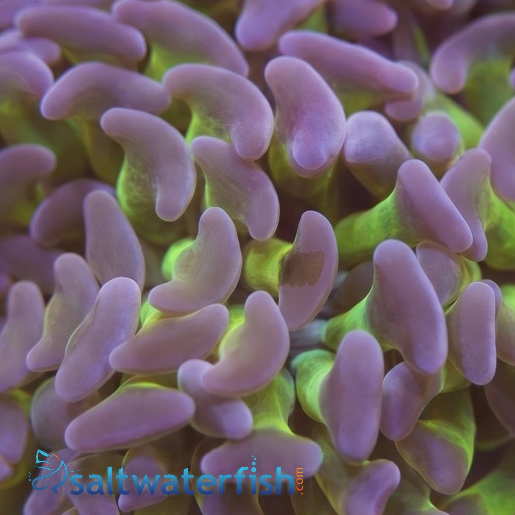 Hammer Coral:Branching Green w/ Pink Tips - Indo Pacific
