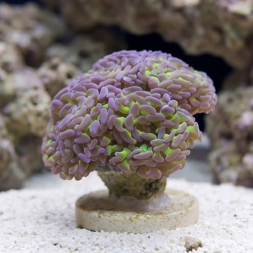 Hammer Coral:Branching Green w/ Pink Tips - Indo Pacific