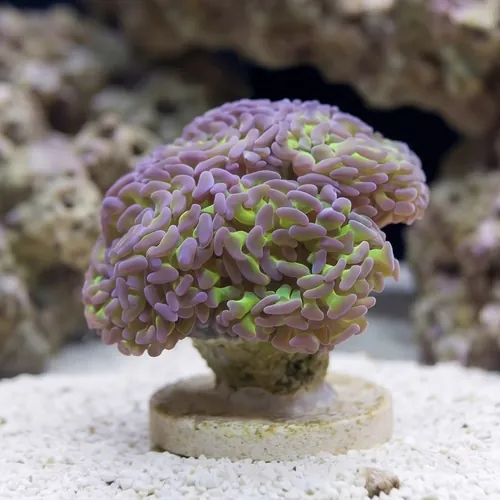 Hammer Coral:Branching Green w/ Pink Tips - Indo Pacific