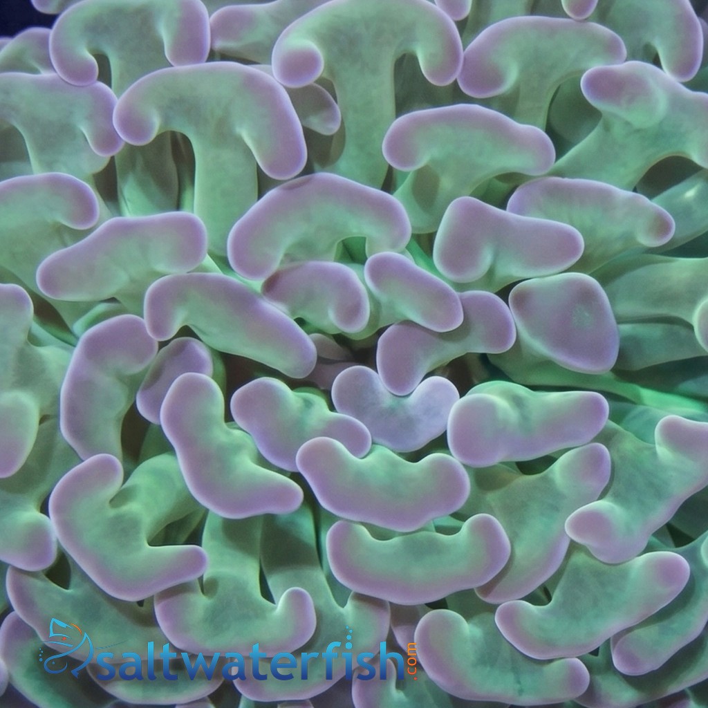 Hammer Coral:Branching Green w/ Pink Tips - South Pacific