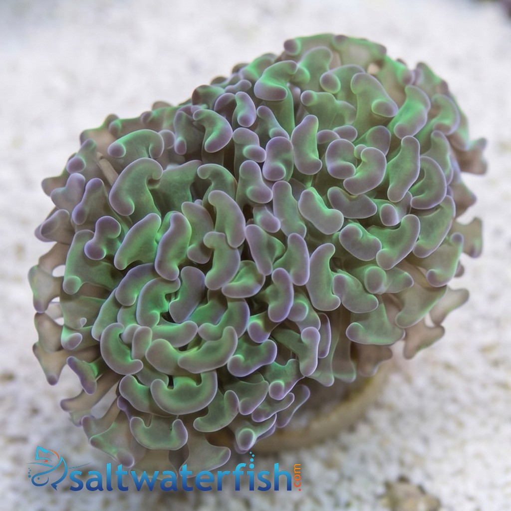 Hammer Coral:Branching Green w/ Pink Tips - South Pacific