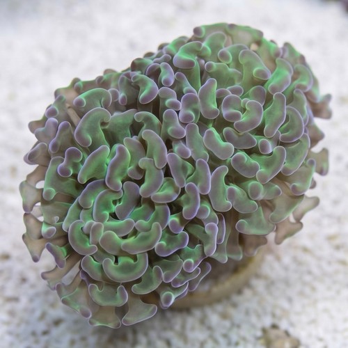 Hammer Coral:Branching Green w/ Pink Tips - South Pacific