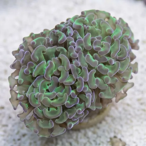 Hammer Coral:Branching Green w/ Pink Tips - South Pacific