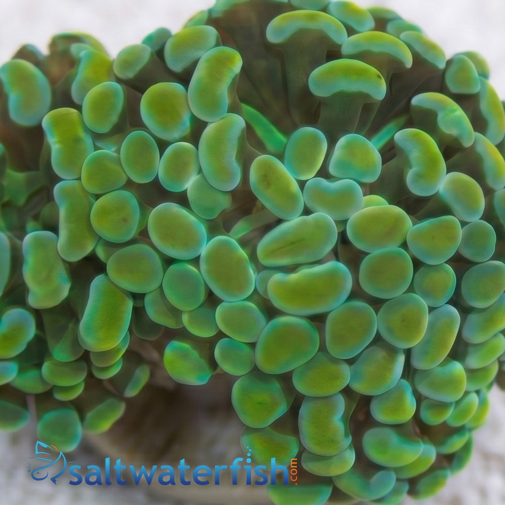 Hammer Coral Branch: Gold - Indo Pacific