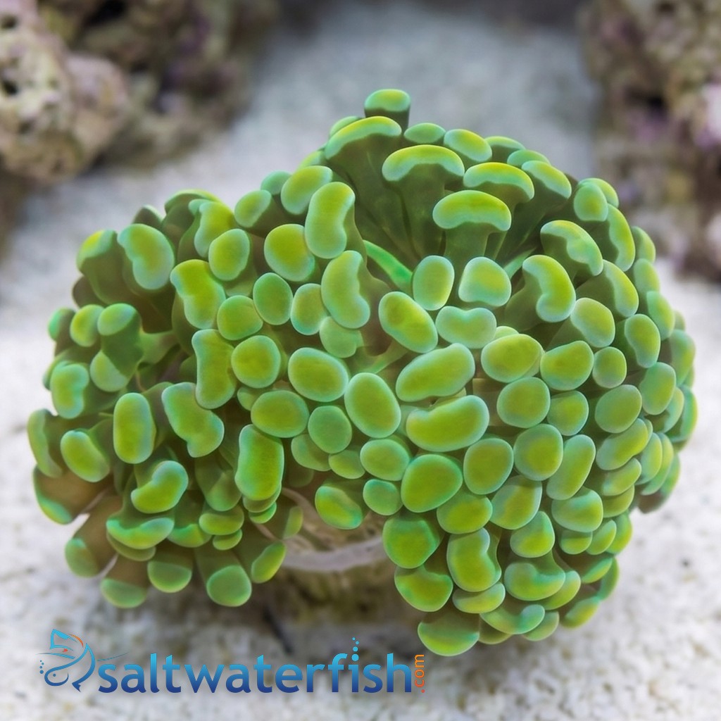 Hammer Coral Branch: Gold - Indo Pacific
