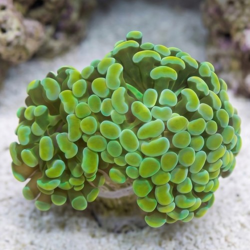 Hammer Coral Branch: Gold - Indo Pacific