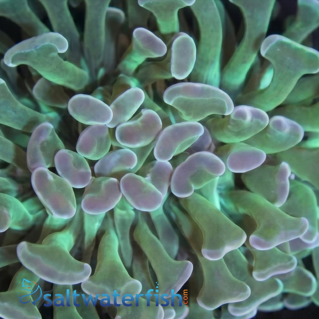 Hammer Coral:Branching Neon Green - Australia