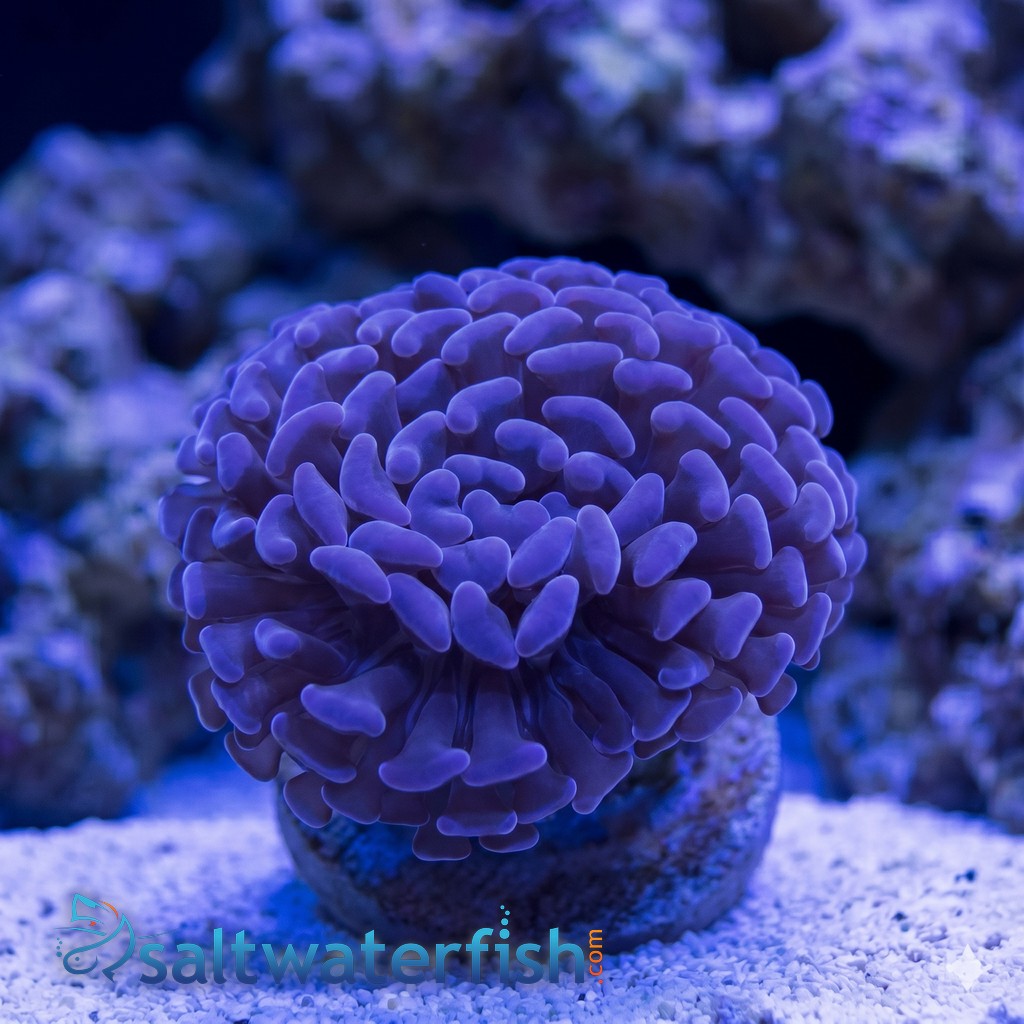 Hammer Coral: Branching Purple