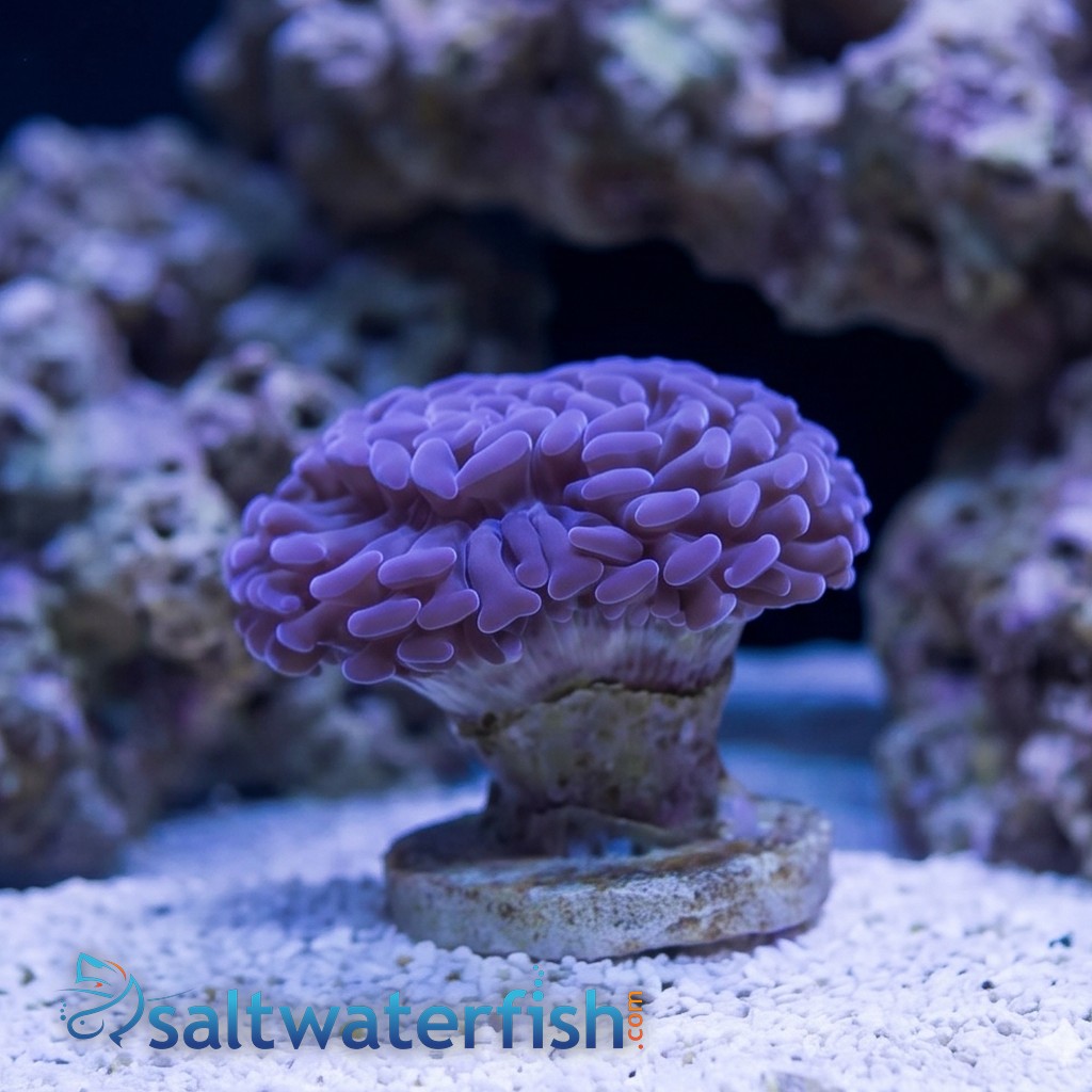 Hammer Coral: Branching Purple