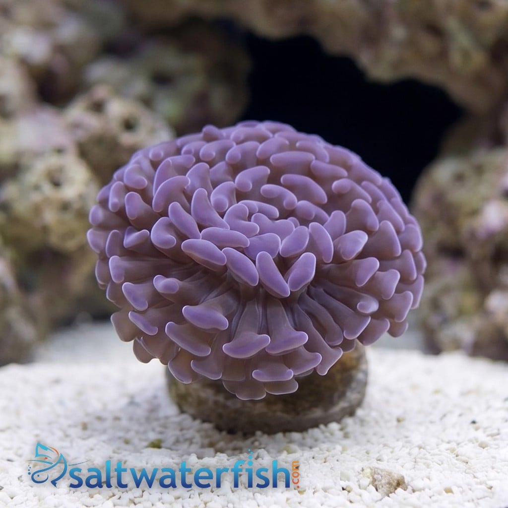Hammer Coral: Branching Purple