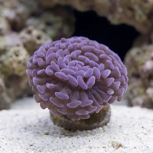 Hammer Coral: Branching Purple