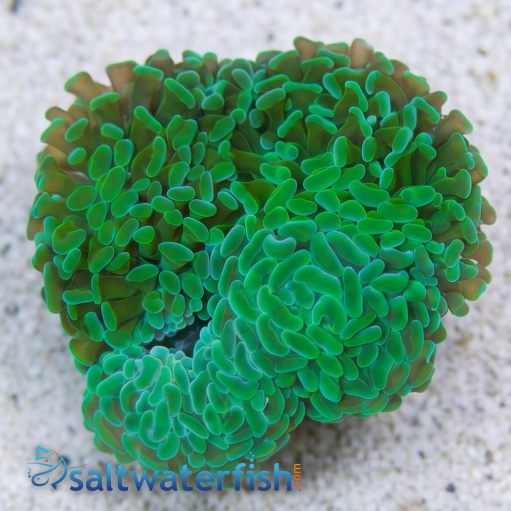 Hammer Coral:Branching Green - Indo Pacific