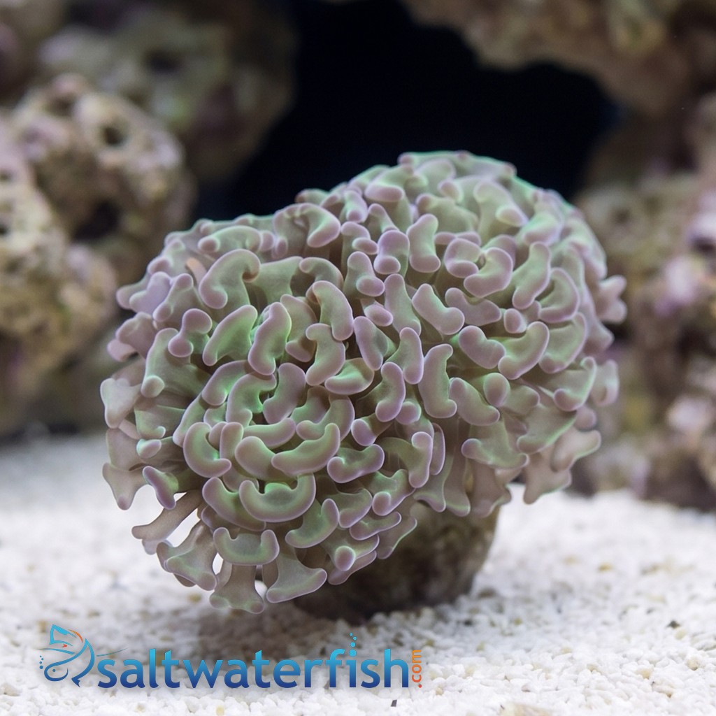Hammer Coral:Branching Green w/ Pink Tips - Indo Pacific