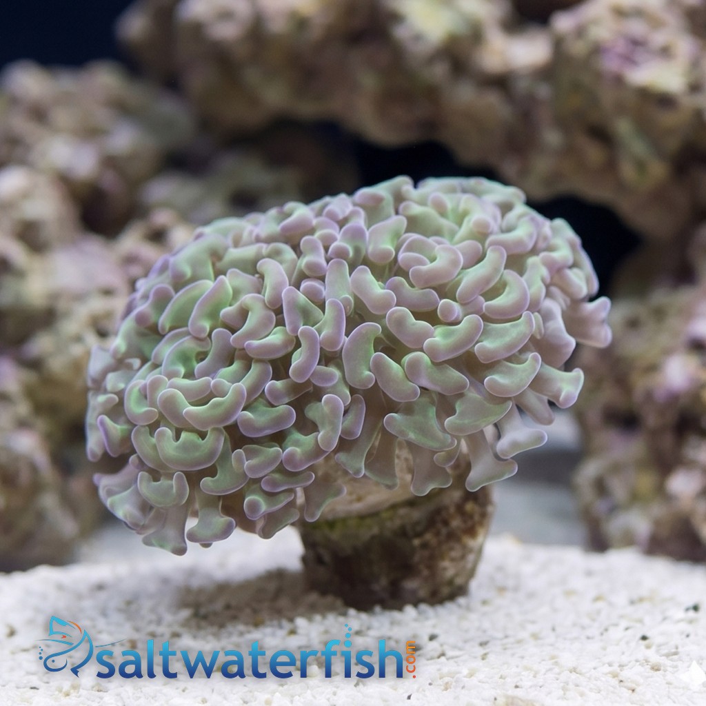 Hammer Coral:Branching Green w/ Pink Tips - Indo Pacific