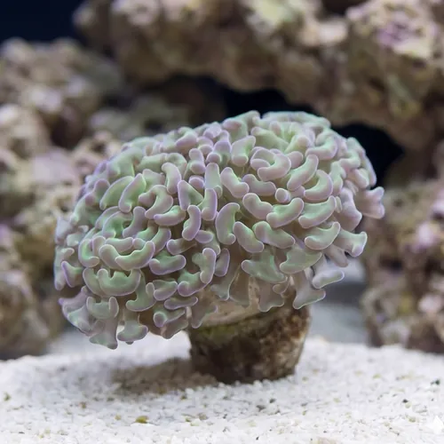 Hammer Coral:Branching Green w/ Pink Tips - Indo Pacific