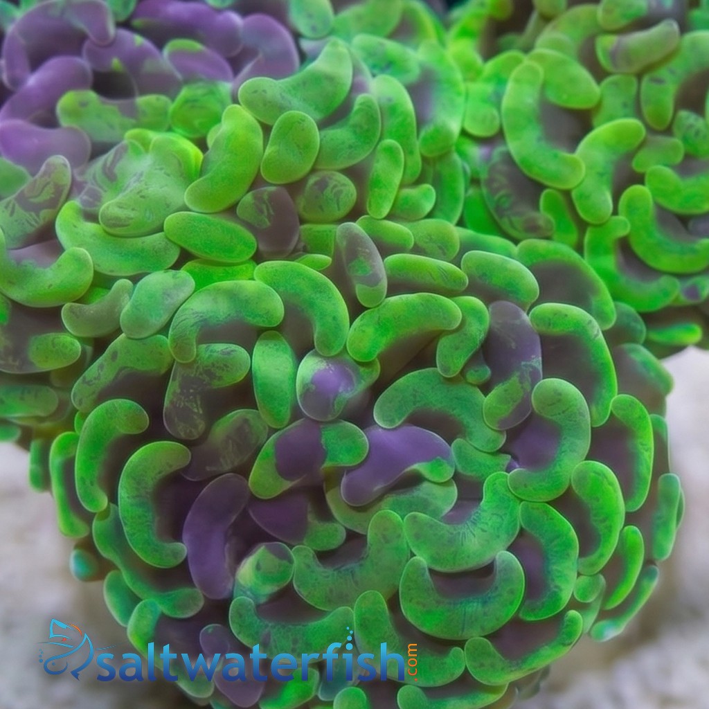 Hammer Coral: Branching Green/Purple Splatter - South Pacific