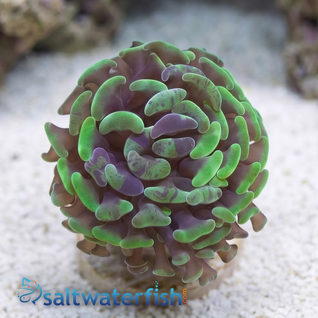 Hammer Coral: Branching Green/Purple Splatter - South Pacific