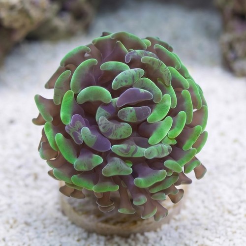 Hammer Coral: Branching Green/Purple Splatter - South Pacific
