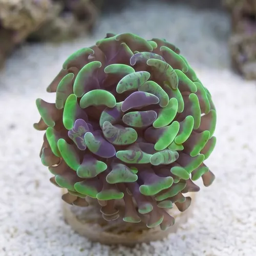 Hammer Coral: Branching Green/Purple Splatter - South Pacific