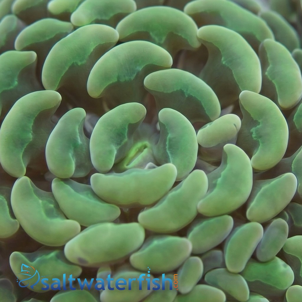 Hammer Coral Branch: Gold - Indo Pacific