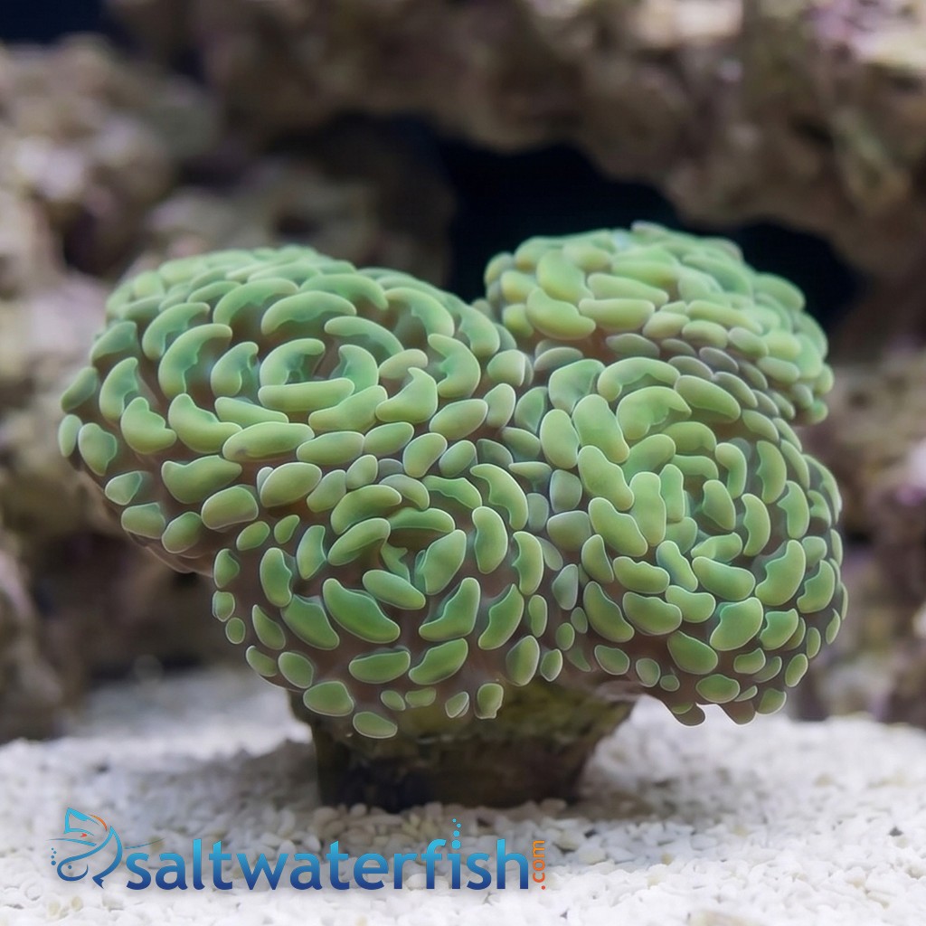 Hammer Coral Branch: Gold - Indo Pacific