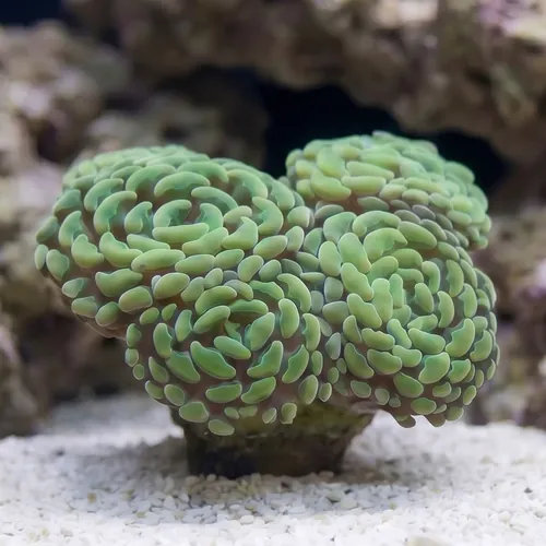 Hammer Coral Branch: Gold - Indo Pacific