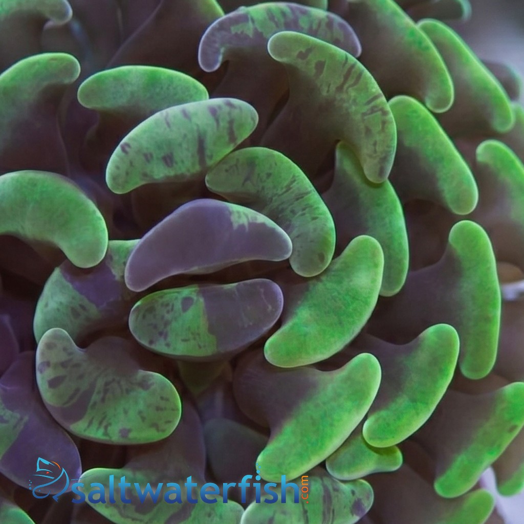 Hammer Coral: Branching Green/Purple Splatter
