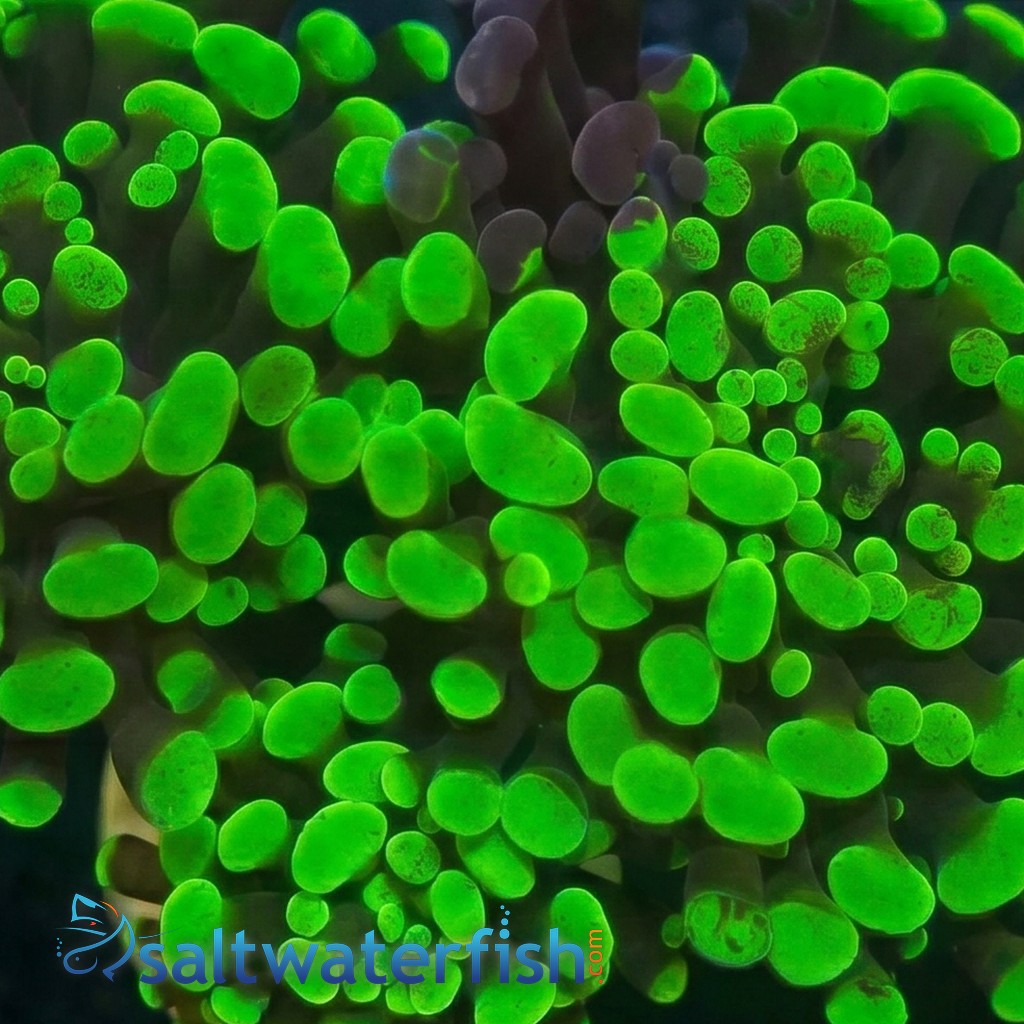 Hammer Coral:Branching Neon Green - Aquacultured